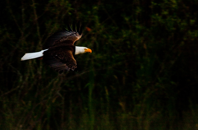 Bald Eagle In Flight